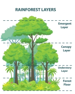 rainforest layers educational banner poster 600nw 1902136939